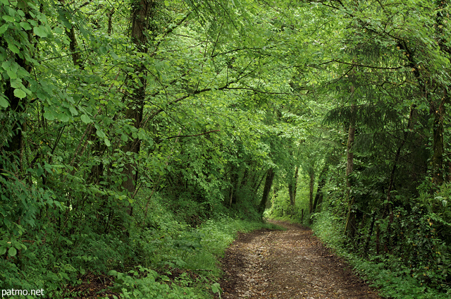 Photographie d'un chemin à travers la forêt de printemps à Sallenoves