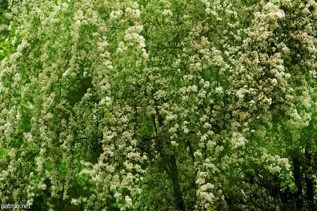 Image de feuillage et de fleurs blanches au printemps dans la forêt de Sallenoves