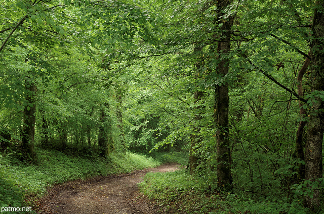 Photo of a forest path through the springtime greenery in Sallenoves