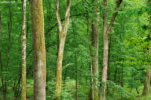 Image of trunks and green foliage in the french Jura forest