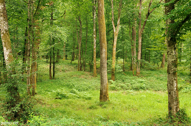 Photograph with trees and ferns in french Jura forest