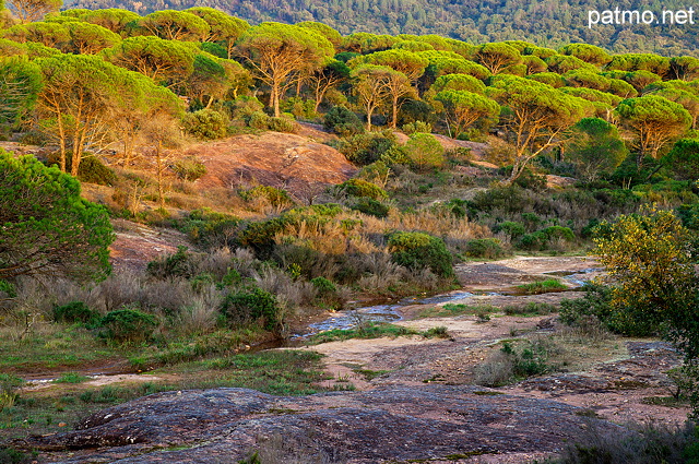 Photographie de pins parasols dans le Massif des Maures.