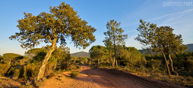 Photo d'une piste forestière dans la Plaine des Maures
