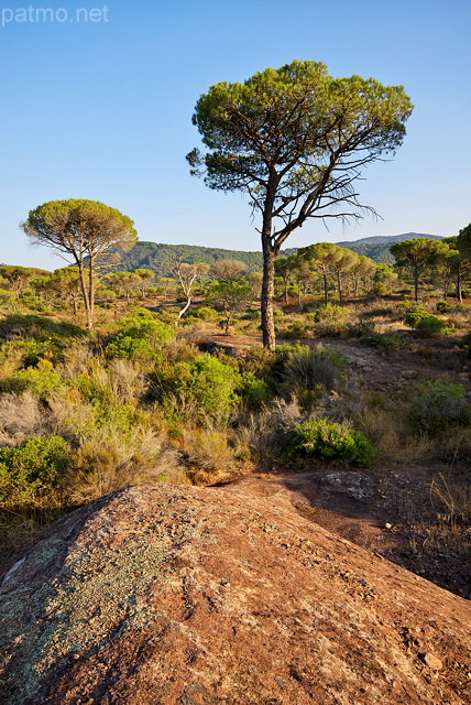 Image de pins parasols dans un paysage de la Plaine des Maures