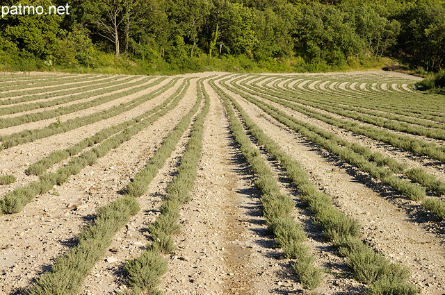 Image d'un champ de lavande après la récolte près de Mane dans les Alpes de Haute Provence