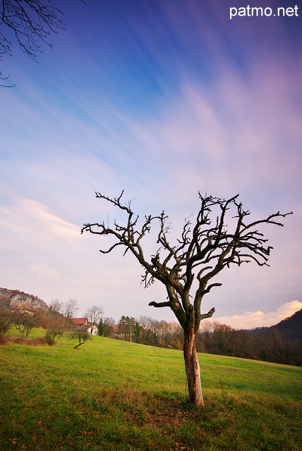 Image en pose longue d'un arbre mort sous les nuages