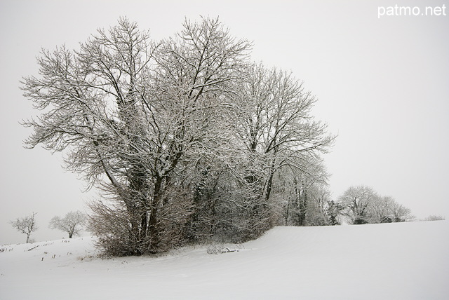 Image d'arbres sous la neige près de Chaumont en Haute Savoie