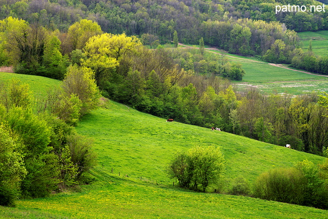 Image d'un paysage rural dans la vallée du Rhône autour d'Arcine en Haute Savoie