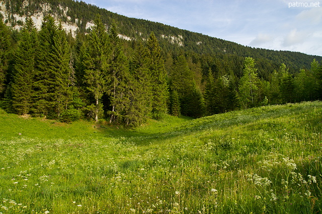 Image de printemps dans la vallée de la Valserine avec une prairie et une forêt de montagne