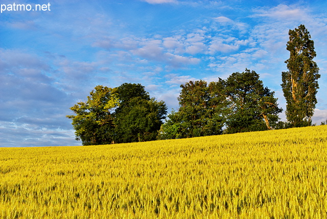 Photographie d'un champ de blé entre Chaumont et Musièges en Haute Savoie