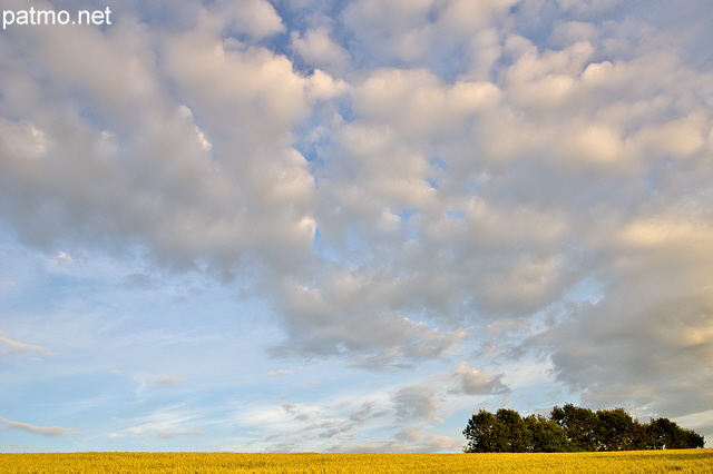 Photo d'un champ de bl sous un ciel nuageux en Haute Savoie