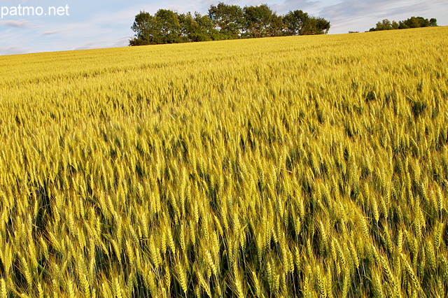 Photo d'un champ de blé en fin de journée