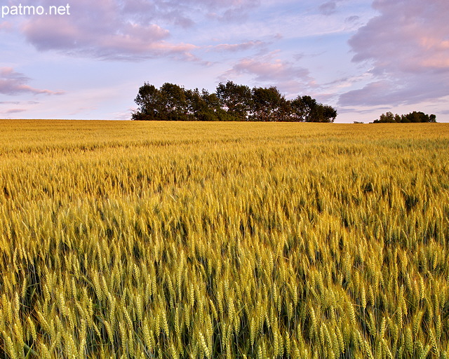 Photographie d'un champ de blé dans la lumière du crépuscule en Haute Savoie