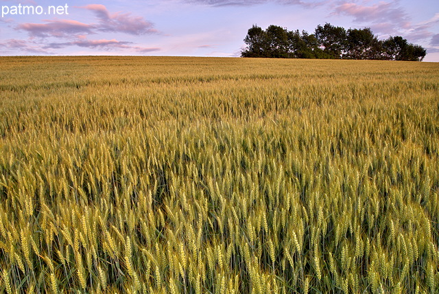 Photo d'un champ de blé au crépuscule en Haute Savoie