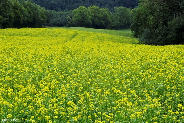 Photo d'un champ de colza en fleur entre Chaumont et Frangy en Haute Savoie