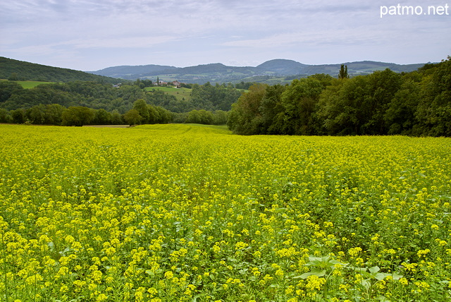 Photo d'un champ de colza en fleur à proximité de Frangy en Haute Savoie