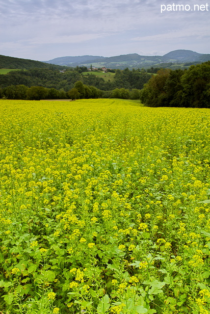 Image d'un champ de colza en fleur aux alentours de Frangy