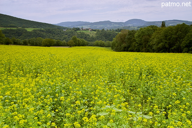Photo d'un champ de colza à proximité de Frangy en Haute Savoie