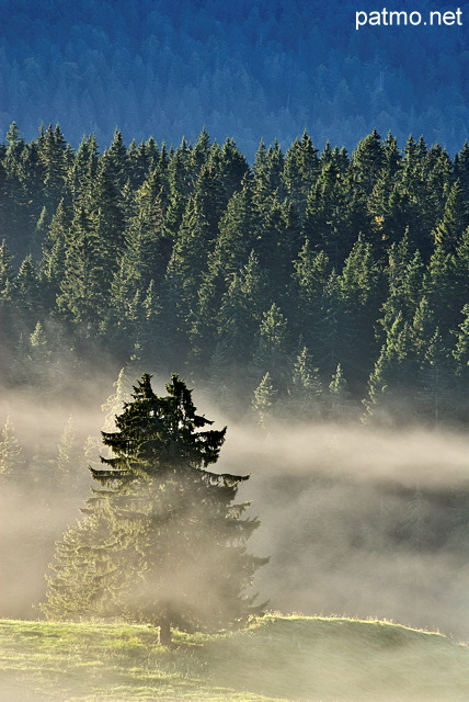 Image of some coniferous trees in the mist at sunrise