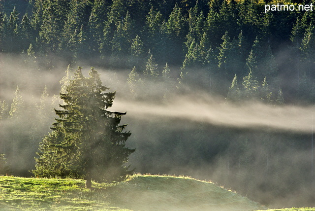 Image de la fort du Haut Jura dans le brouillard