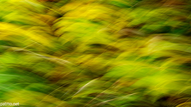 Image abstraite d'herbes d'automne