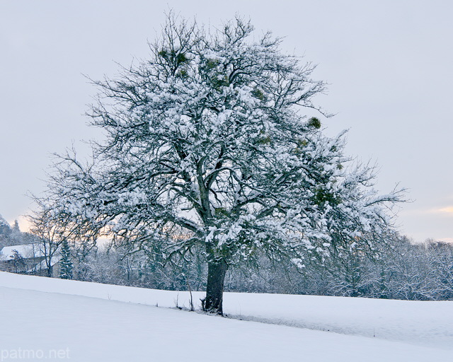 Image d'un arbre fruitier sous la neige