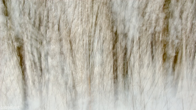 Photographie abstraite d'une haie enneigée en hiver