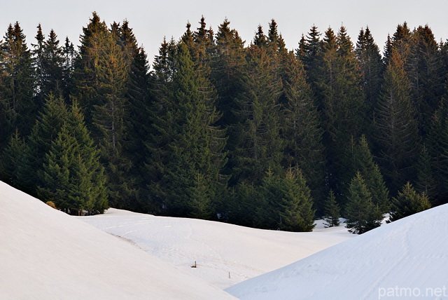 Photographie d'une forêt d'épicéas entourée par la neige dans les montagnes du Haut Jura