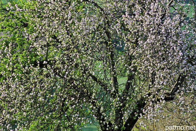 Image d'un arbre fruitier en fleurs au printemps
