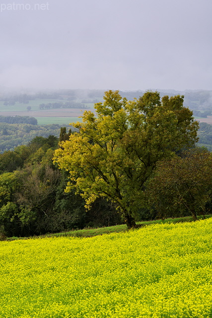 Photo de colza et d'arbres en automne en Haute Savoie