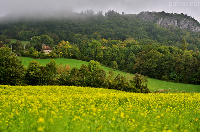 Photographie du colza d'automne dans la campagne de Haute Savoie