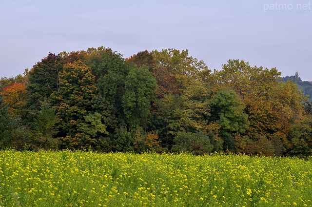 Photo d'un champ de colza devant un bosquet d'automne
