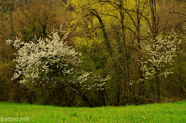 Image d'arbres en fleurs dans une haie de printemps