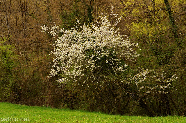 Image d'un arbre en fleurs dans une haie de printemps