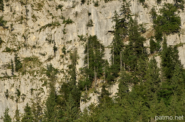 Photographie de forêt de montagne accrochée aux falaises du Haut Jura