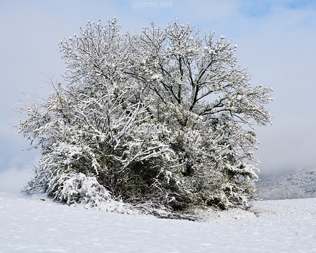 Image d'un bosquet aux branches enneigées