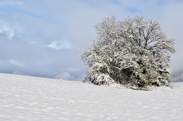 Photo d'un bosquet enneigé en autome dans la campagne de Haute Savoie
