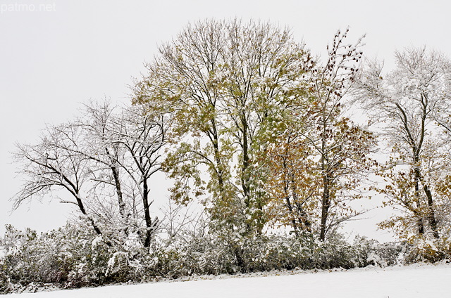 Photo d'arbres  d'automne recouverts de neige en novembre
