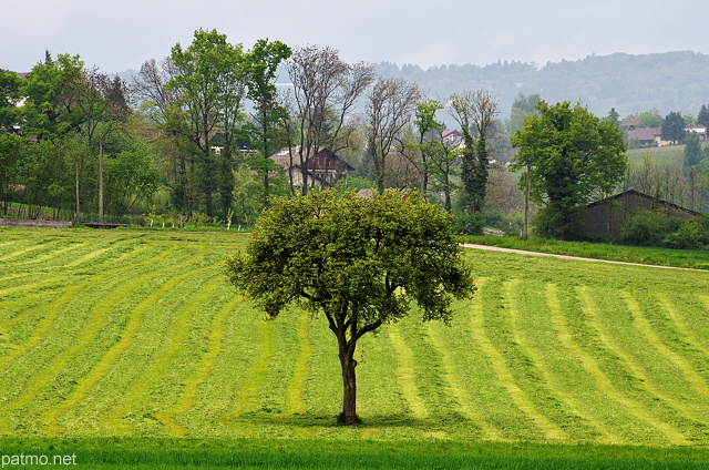 Image d'un paysage rural au printemps près de Sillingy en Haute Savoie
