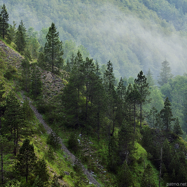 Image de forêt de montagne traversée par la brume dans la moraine du Niaizet