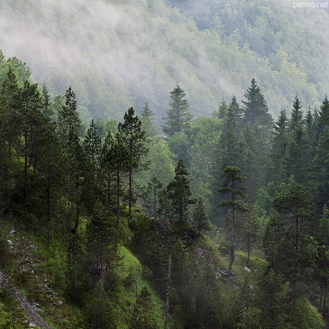 Photographie de la brume matinale traversant la forêt du Haut Jura