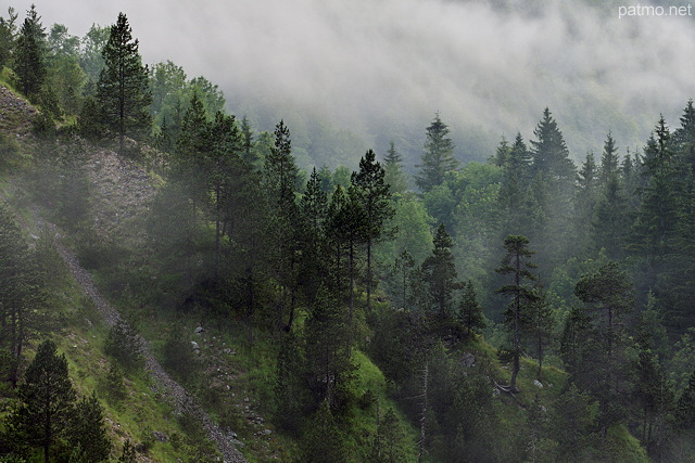 Picture of french Jura forest in a misty summer morning