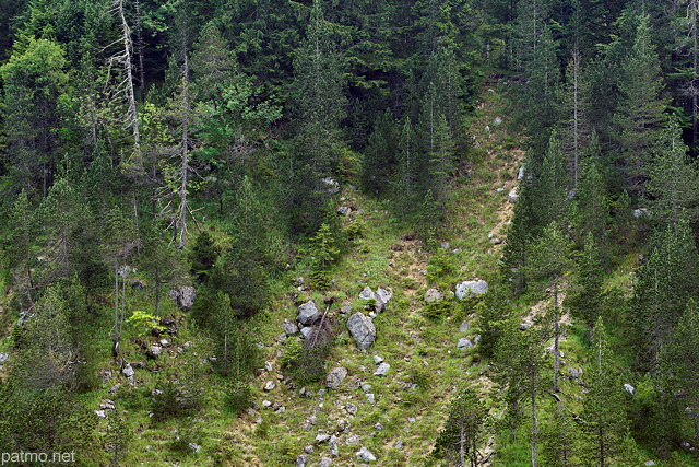 Photo d'une forêt de conifères sur les pentes érodées de la moraine du Niaizet dans le Haut Jura