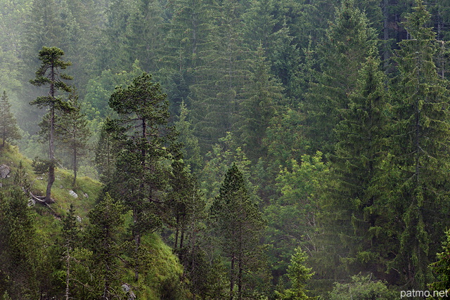 Image d'une forêt de conifères dans la brume. Moraine du Niaizet, PNR du Haut Jura