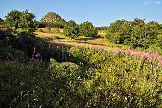 Image du Mont Gerbier de Jonc dans les prés fleuris de la Montagne Ardéchoise