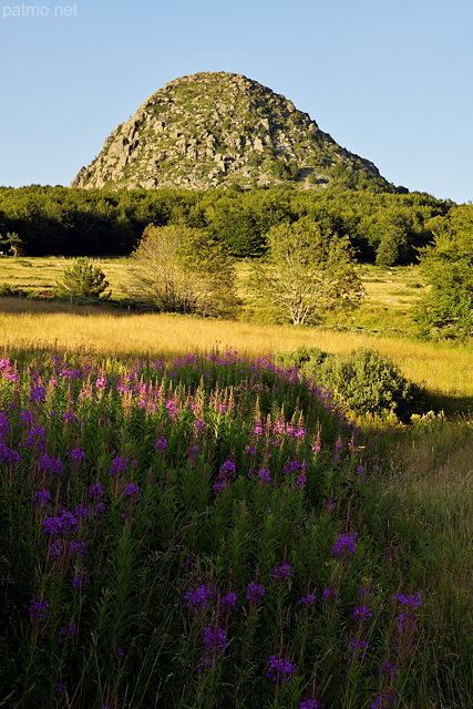 Photographie d'épilobes fleuris devant le Mont Gerbier de Jonc en Ardèche