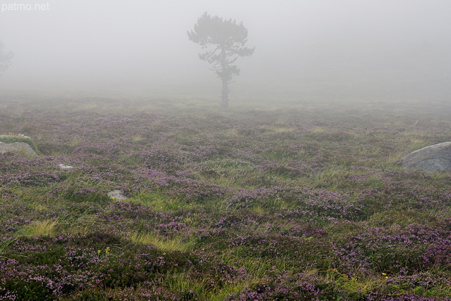 Photographie d'une lande dans le brouillard sur le Suc de la Lauzière en Ardèche