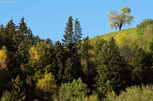 Photo d'un arbre qui ne cache pas la fort sur la montagne du Parmelan en Haute Savoie