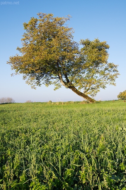 Image d'un arbre d'automne au milieu des champs en Haute Savoie