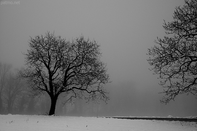 Photographie d'arbres dans le brouillard d'hiver